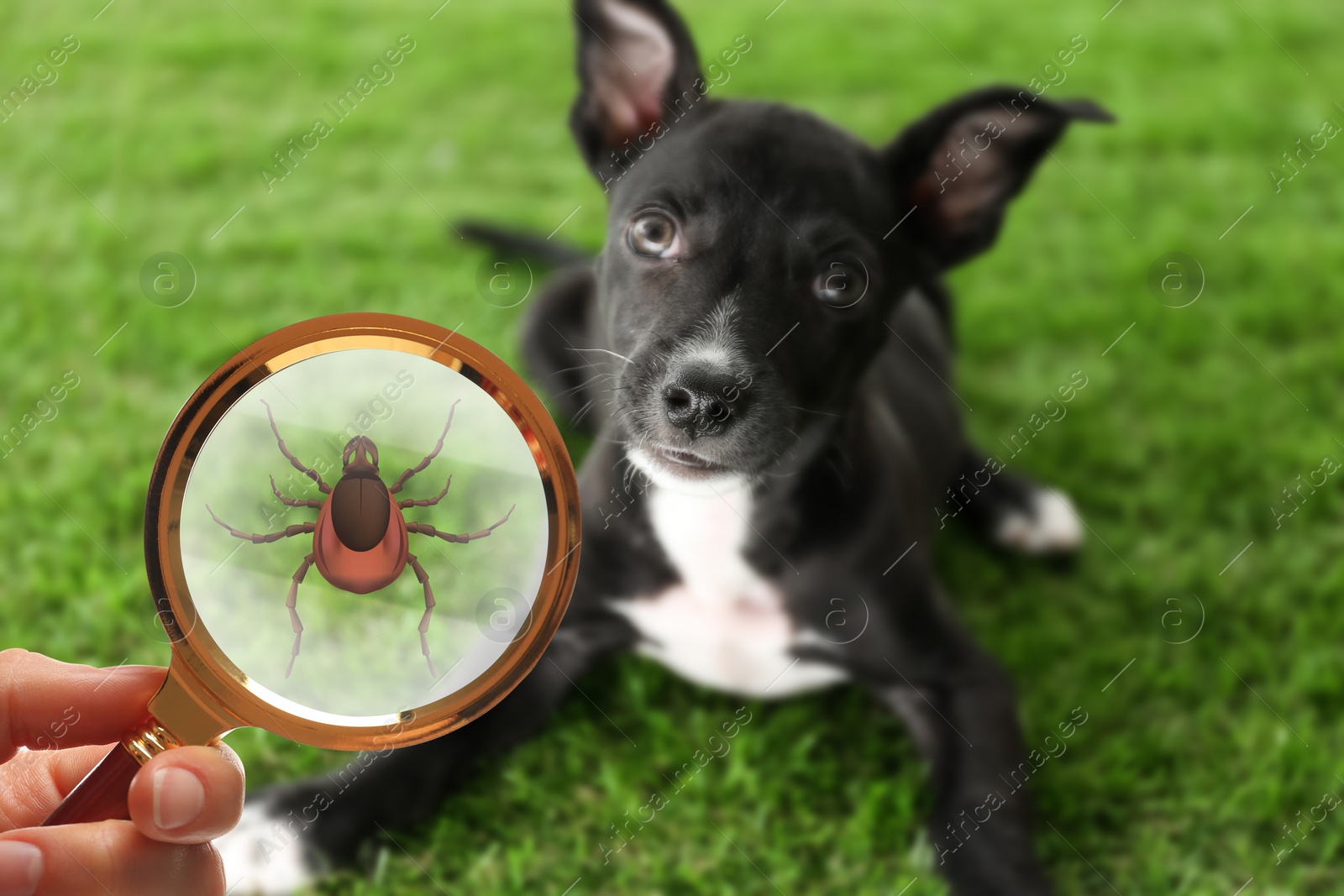 Image of Cute dog outdoors and woman showing tick with magnifying glass, closeup. Illustration