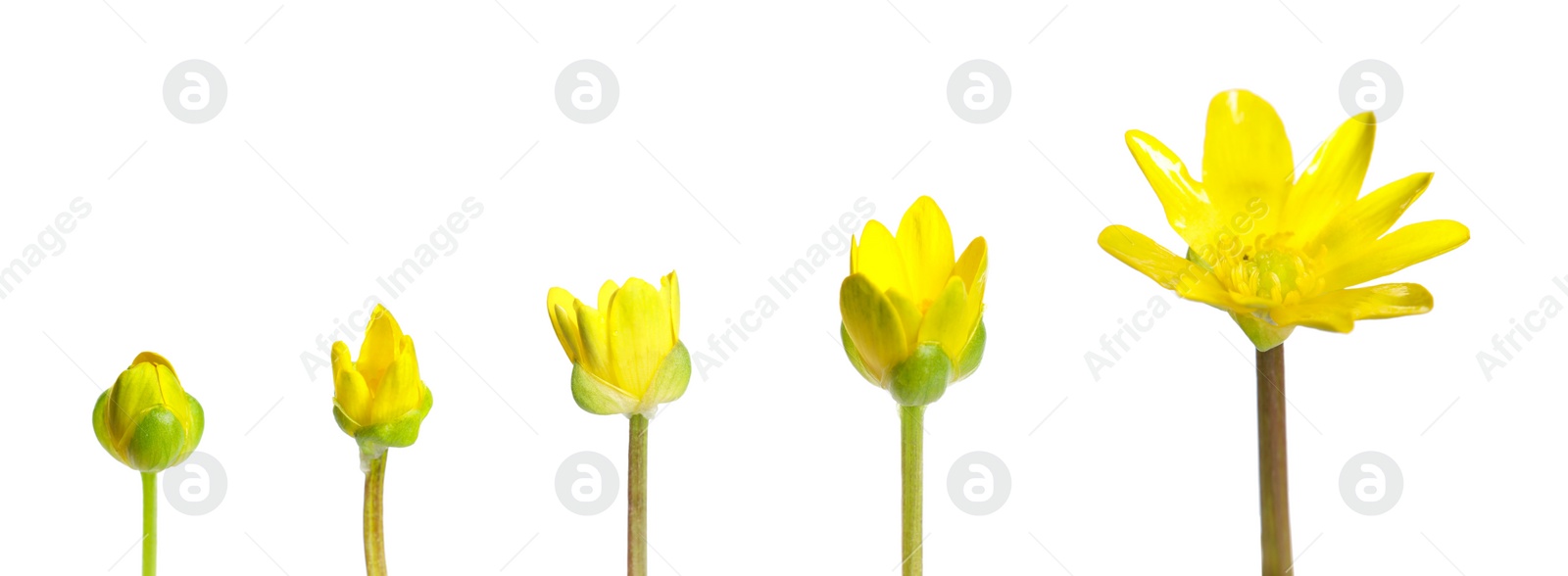 Image of Blooming stages of yellow lesser celandine flower on white background