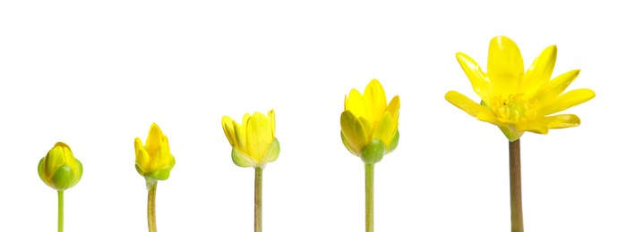 Blooming stages of yellow lesser celandine flower on white background