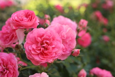 Closeup view of beautiful blooming rose bush outdoors on summer day