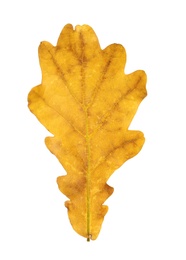 Photo of Beautiful autumn leaf on white background. Fall foliage