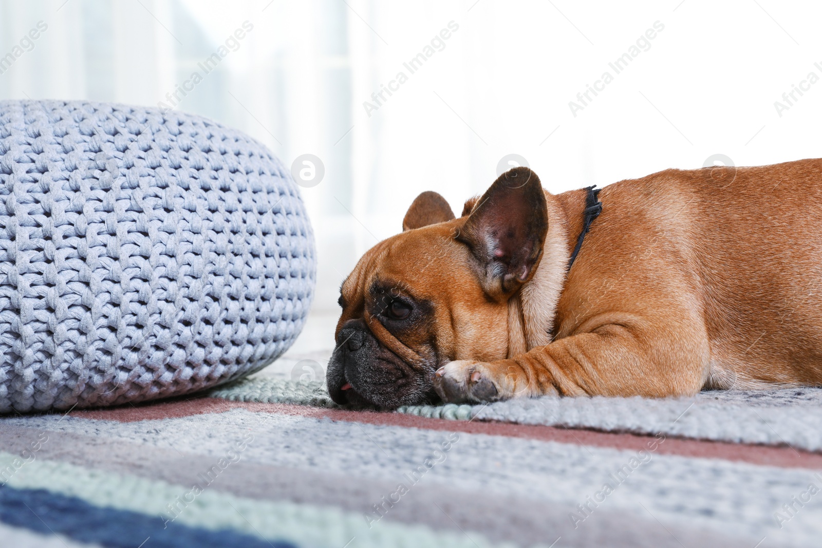 Photo of Funny French bulldog lying on floor indoors