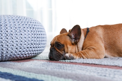 Funny French bulldog lying on floor indoors