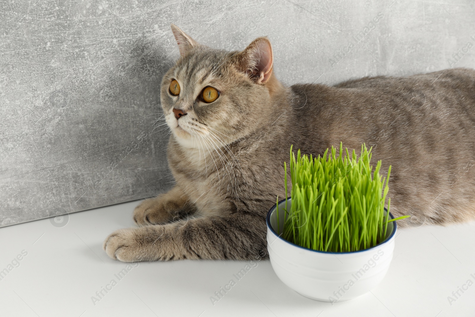 Photo of Cute cat near fresh green grass on white surface