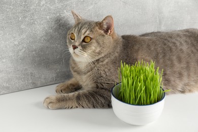 Cute cat near fresh green grass on white surface