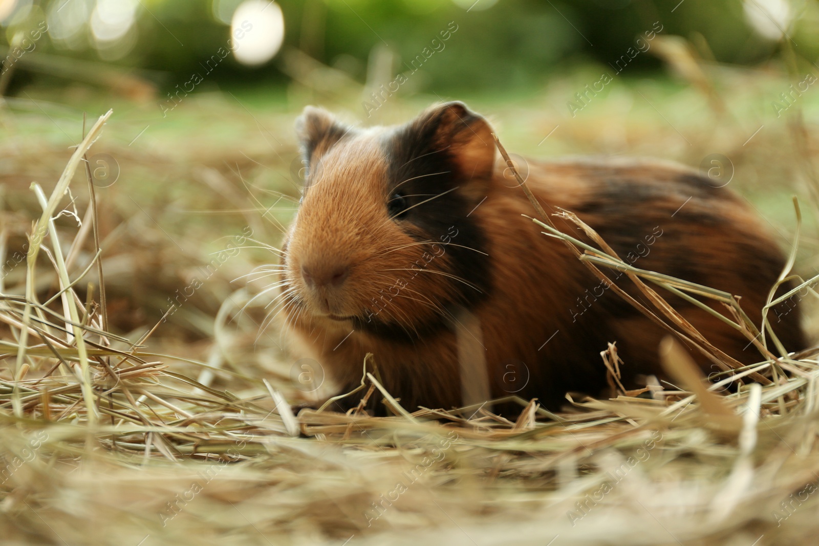 Photo of Cute funny guinea pig and hay outdoors, closeup