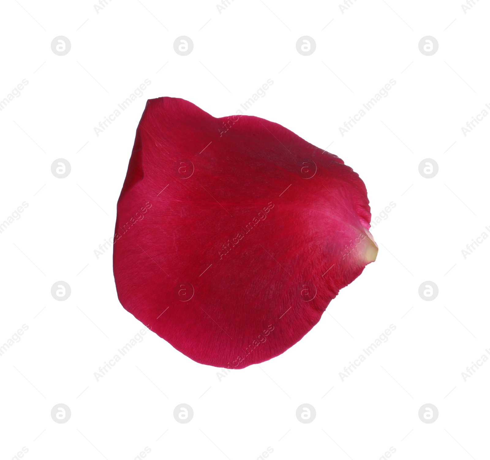 Photo of Red rose flower petal on white background