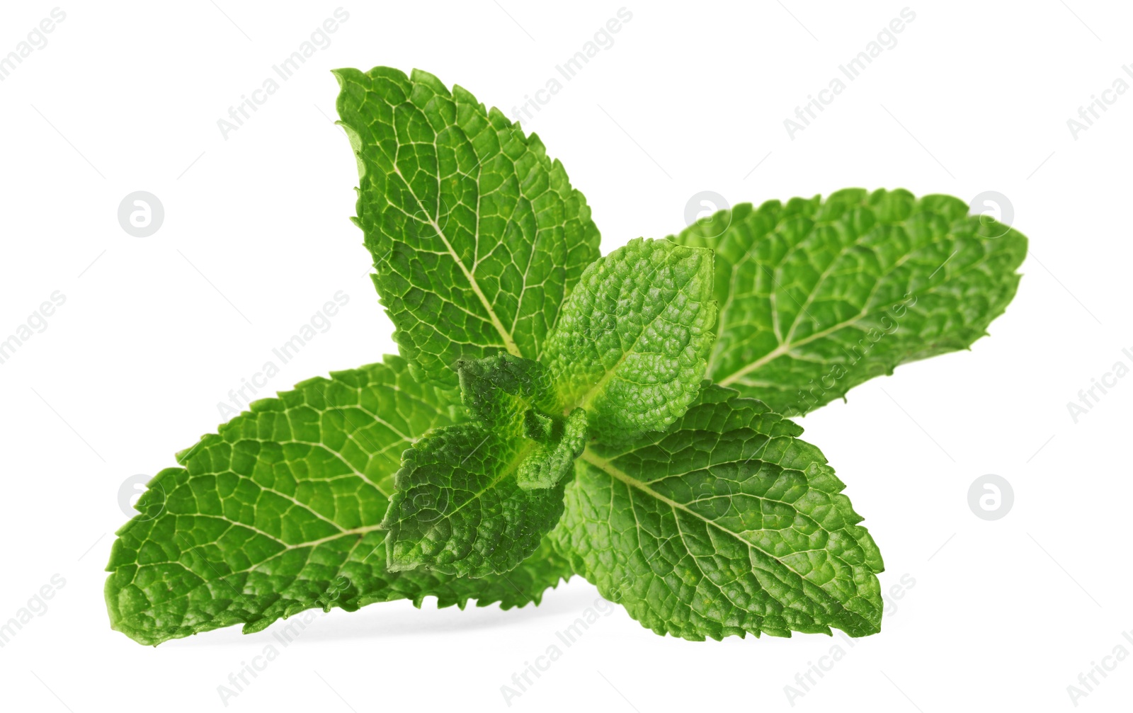 Photo of Fresh green mint leaves isolated on white