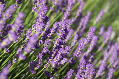 Beautiful blooming lavender plants in field on sunny day, closeup