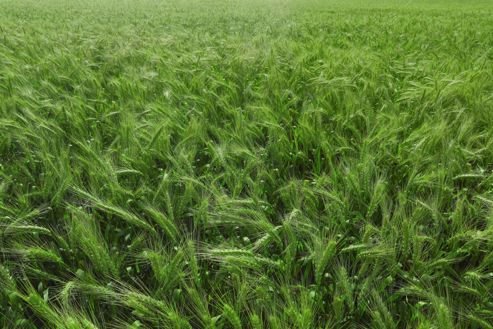 Photo of Beautiful agricultural field with ripening wheat crop