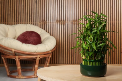 Pot with green bamboo on table in room. Space for text