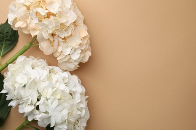 Beautiful hydrangea flowers on beige background, top view. Space for text