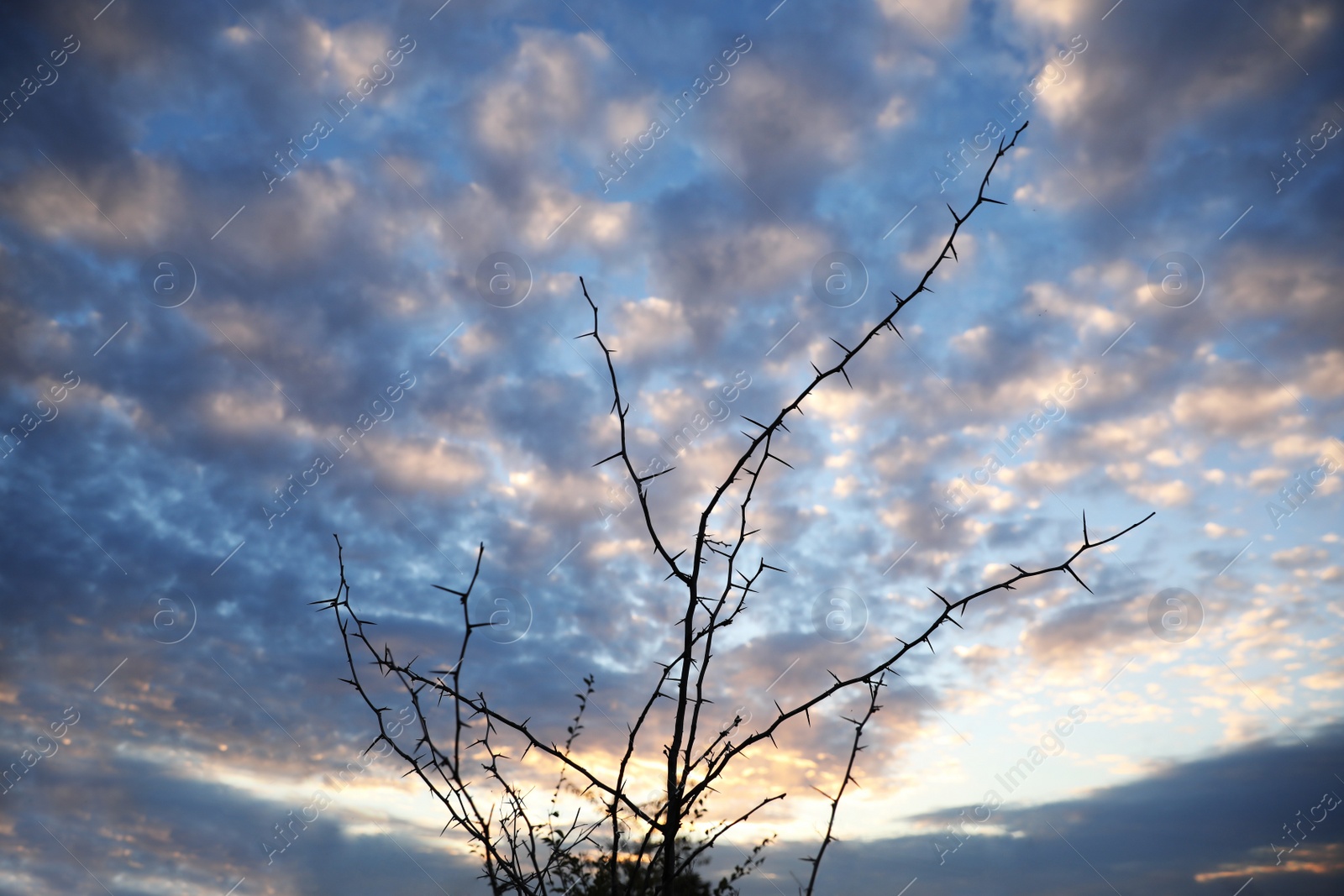 Photo of Silhouette of thorny bush and beautiful cloudy sky on background