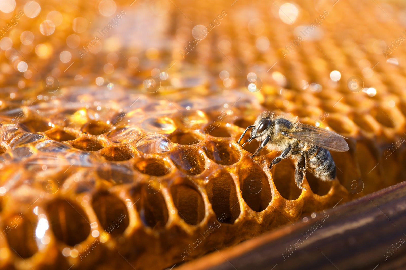 Photo of Closeup view of honeycomb frame with bee