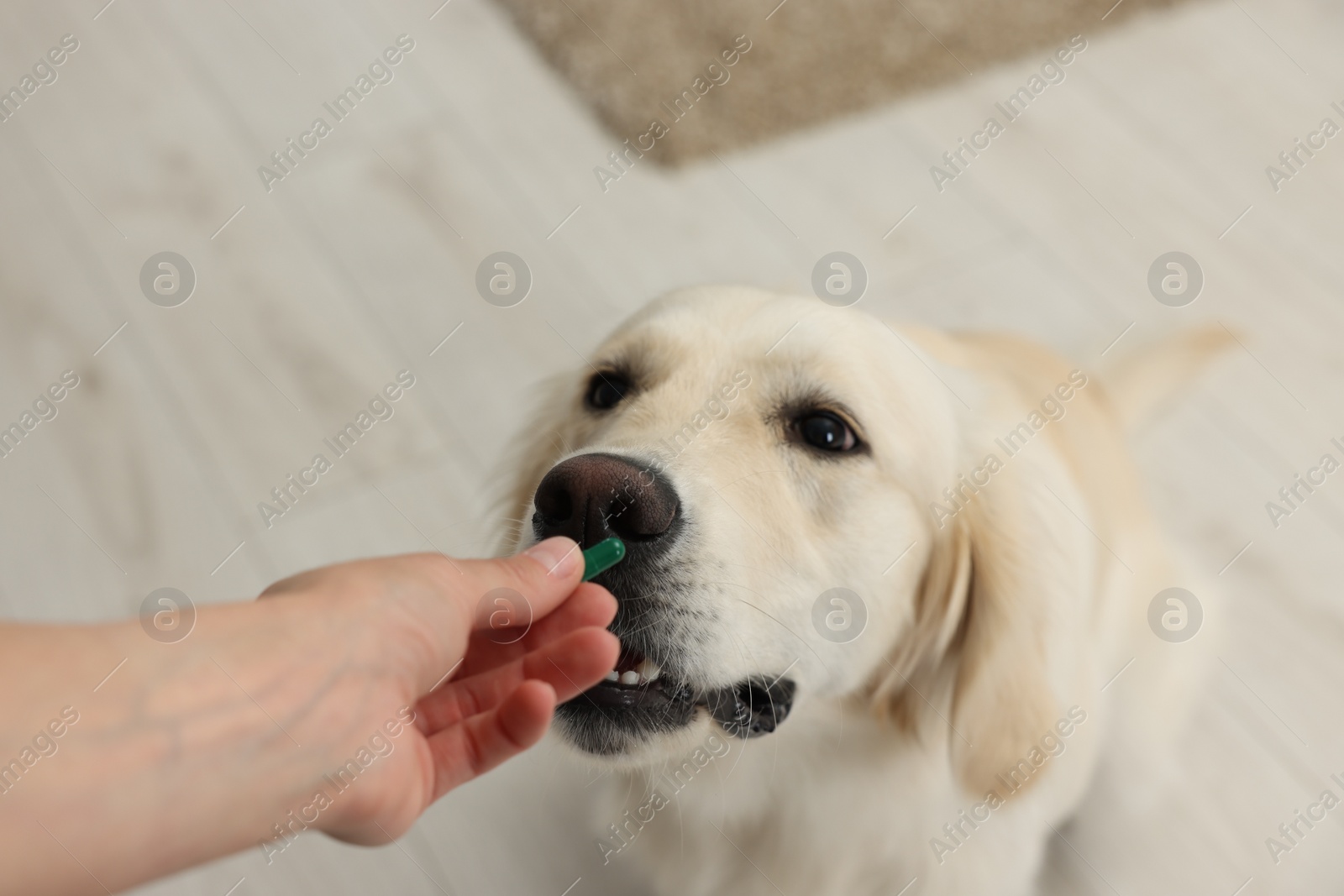 Photo of Woman giving pill to cute Labrador Retriever dog indoors, above view