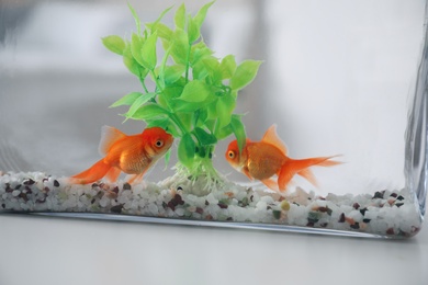Beautiful bright goldfish in aquarium on table, closeup