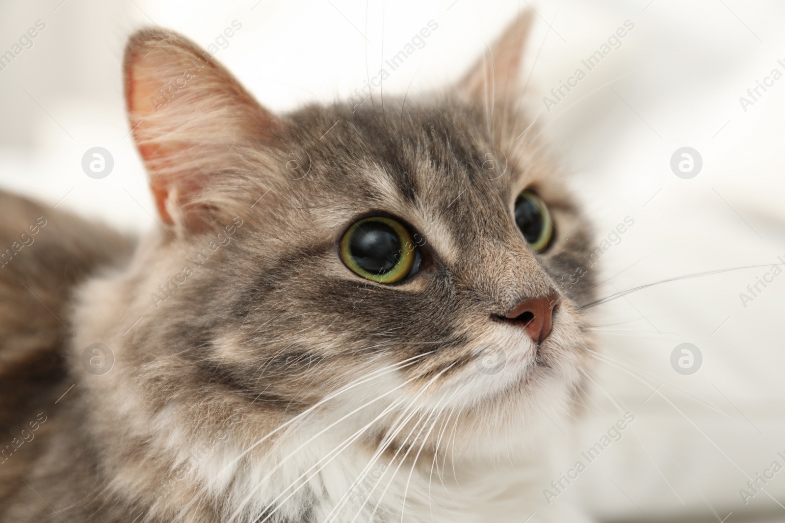 Photo of Cute fluffy cat, closeup view. Domestic pet