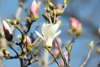 Photo of Beautiful blooming Magnolia tree on sunny day outdoors, closeup