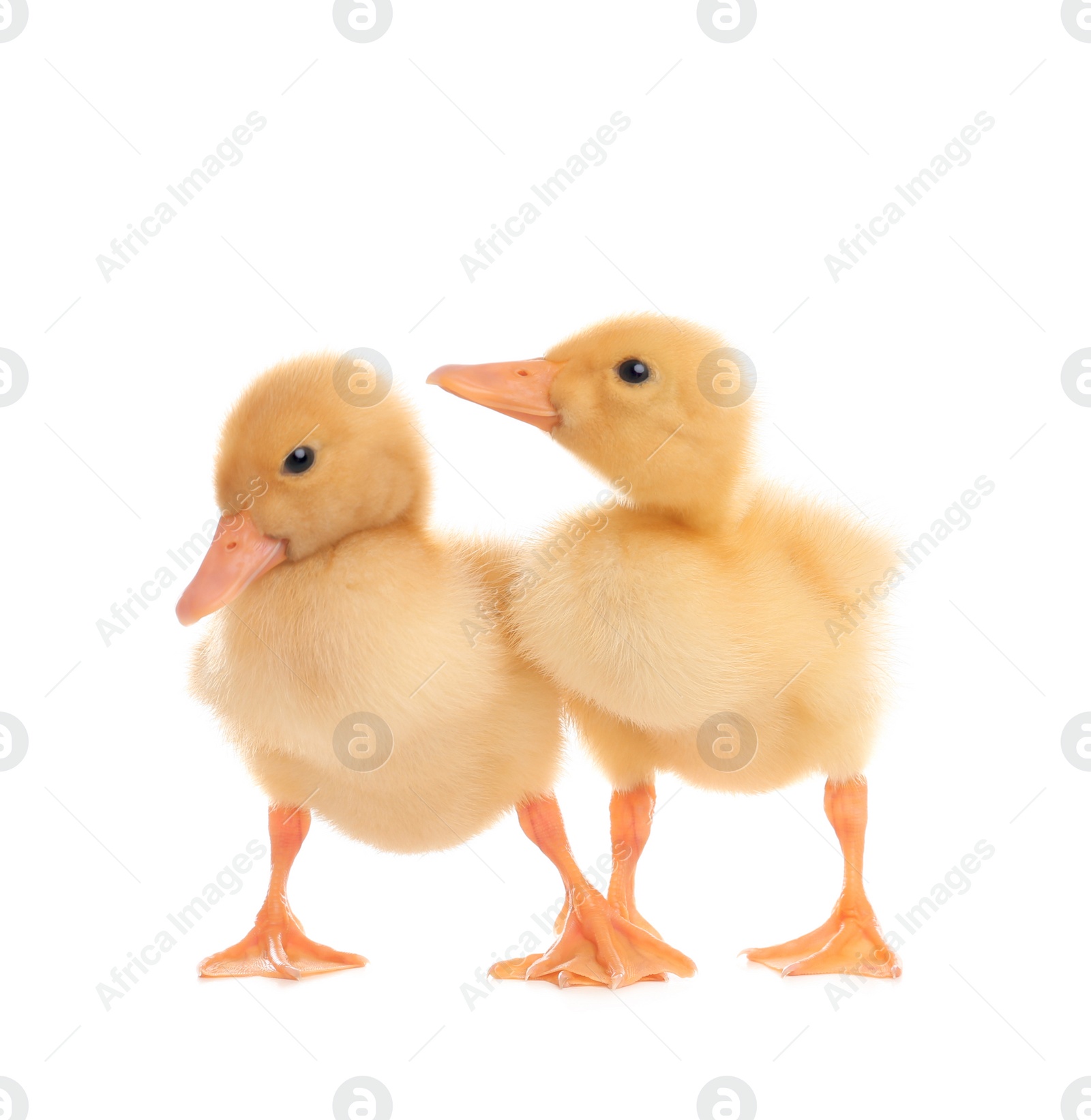 Photo of Cute fluffy baby ducklings on white background