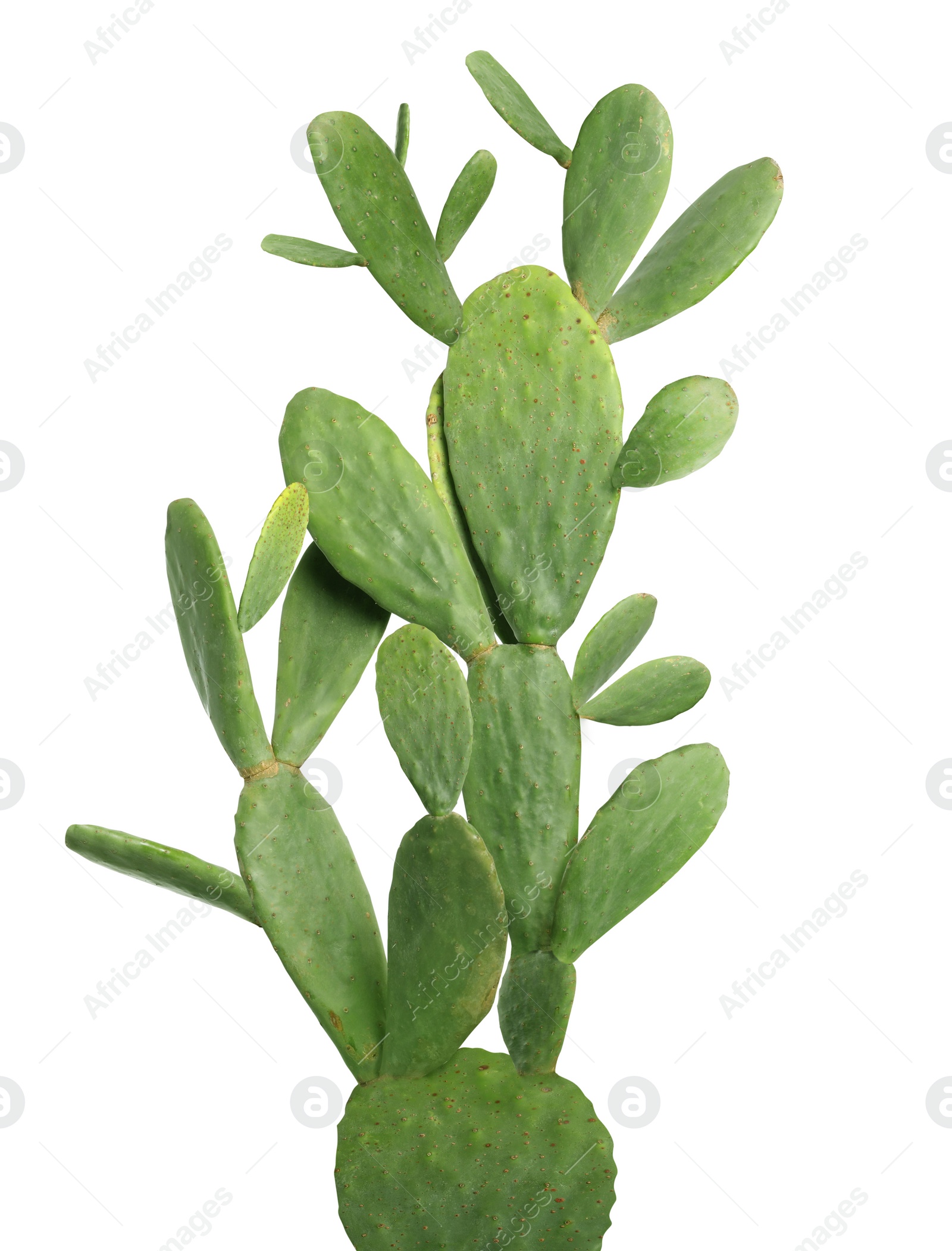 Image of Beautiful big green cactus on white background