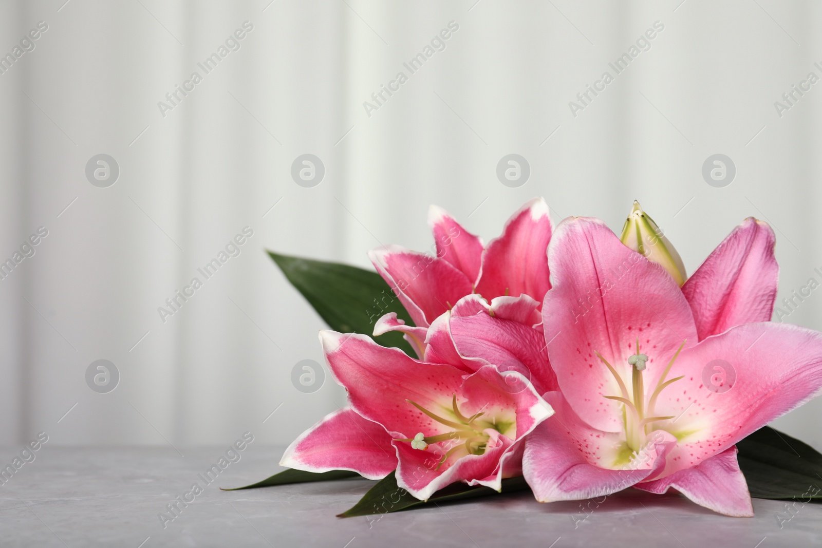 Photo of Beautiful pink lily flowers on grey table, space for text