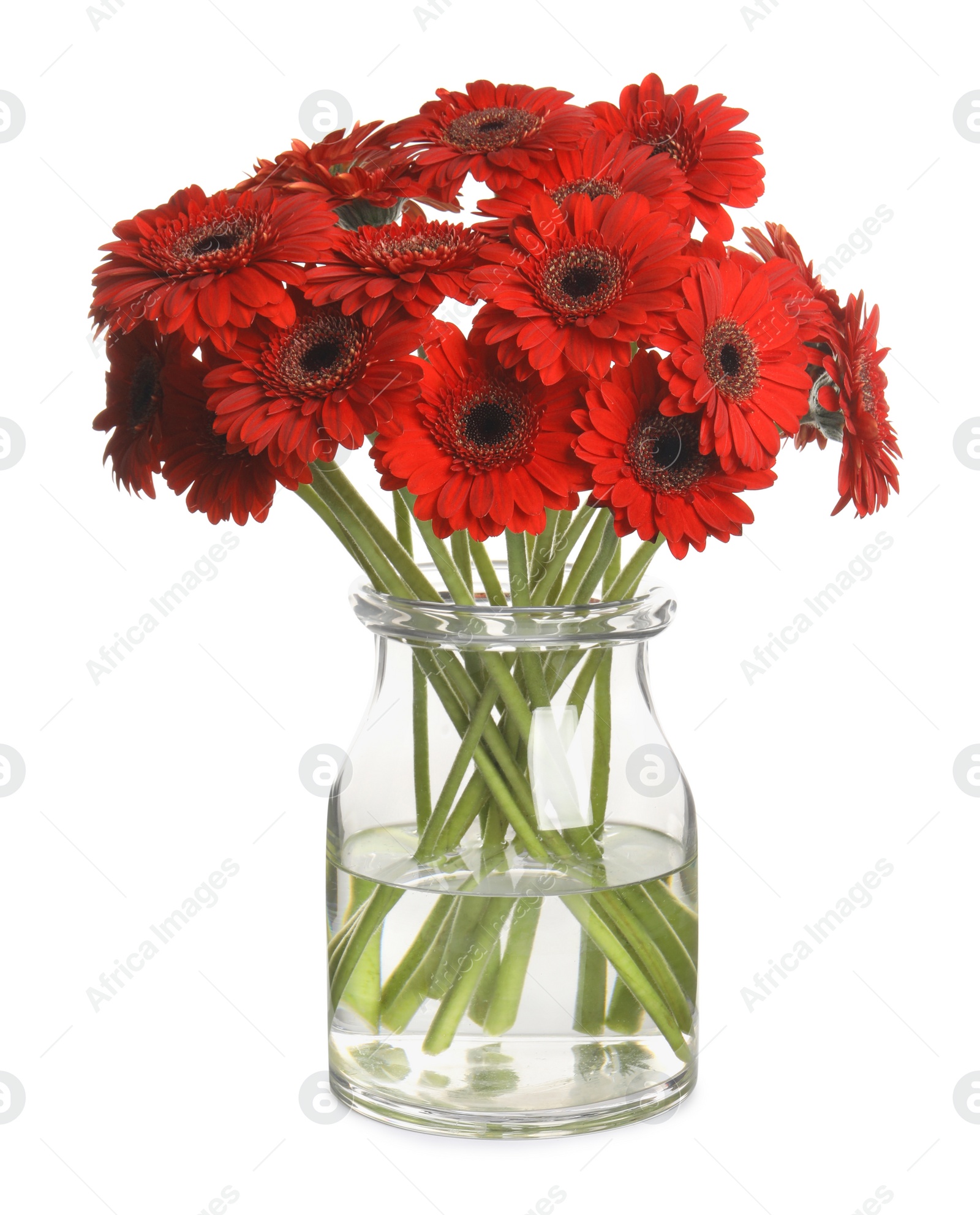 Photo of Bouquet of beautiful red gerbera flowers in glass vase on white background