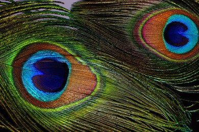 Photo of Beautiful bright peacock feathers on black background, closeup