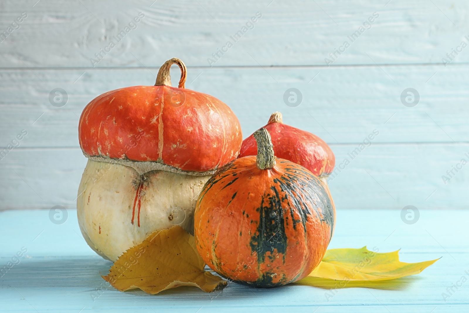 Photo of Different pumpkins on table against wooden wall. Autumn holidays