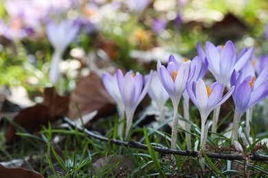 Photo of Beautiful crocus flowers growing outdoors, closeup. Space for text