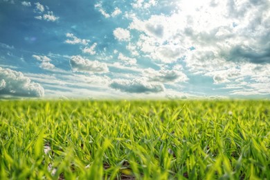 Image of Beautiful green field under blue sky with clouds