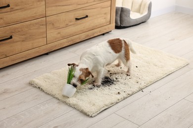 Photo of Cute dog near overturned houseplant on rug indoors