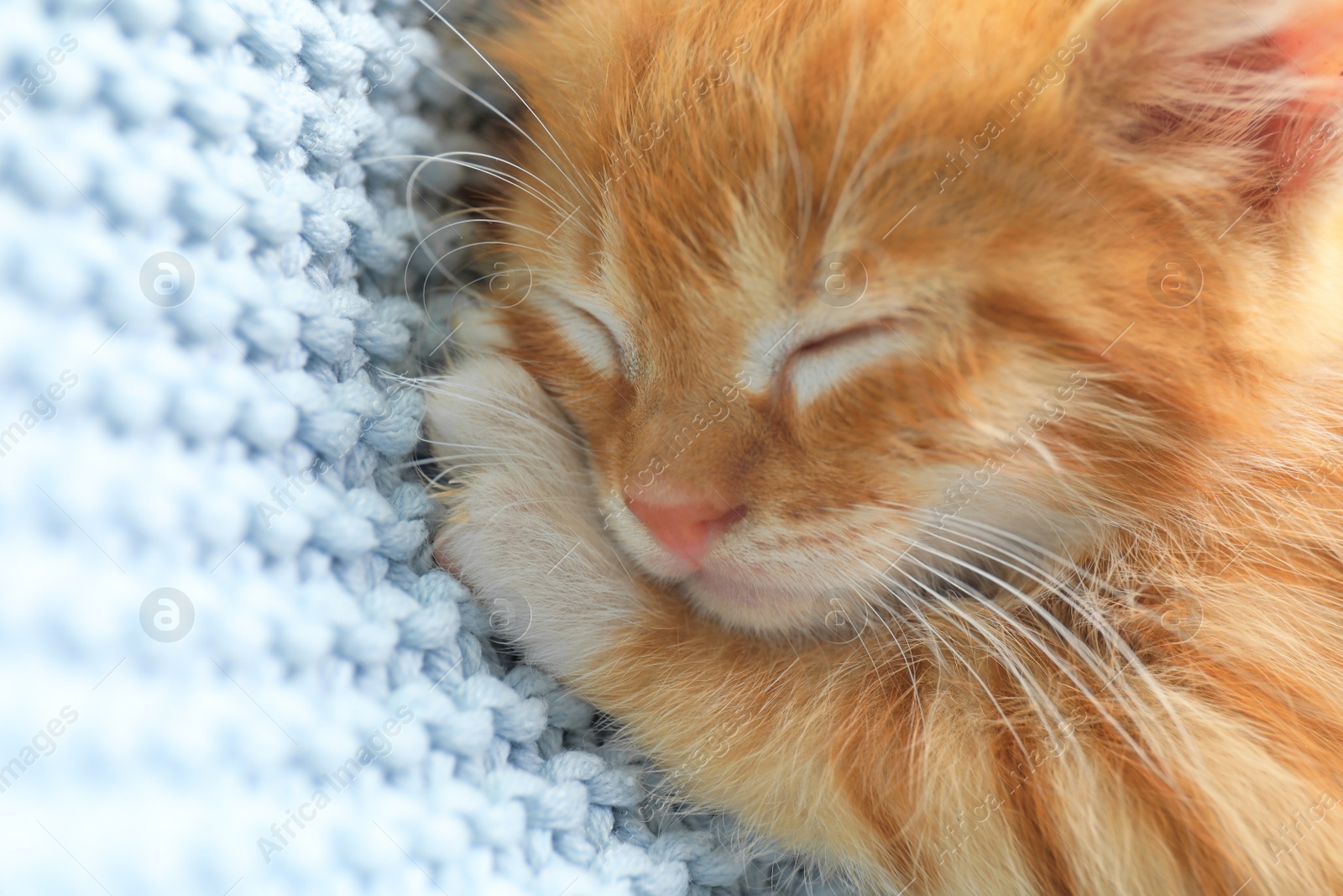 Photo of Sleeping cute little red kitten on light blue blanket, closeup view