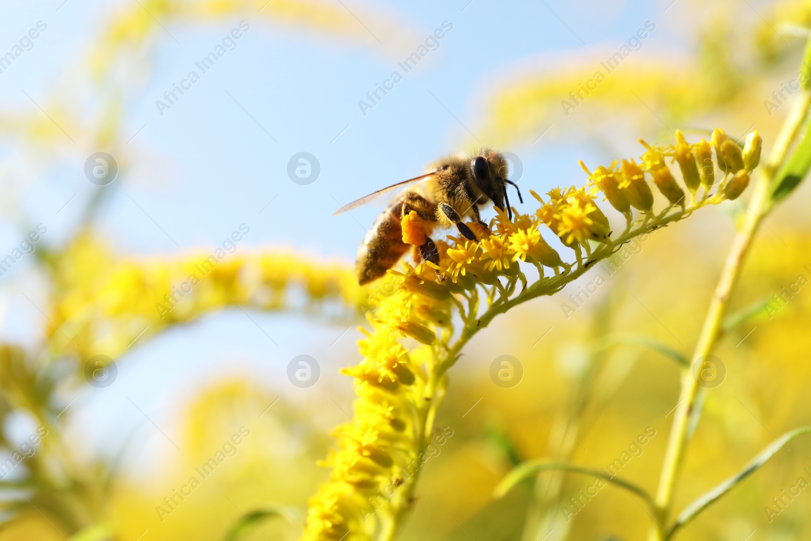 Photo of Honeybee collecting nectar from yellow flowers outdoors, closeup. Space for text