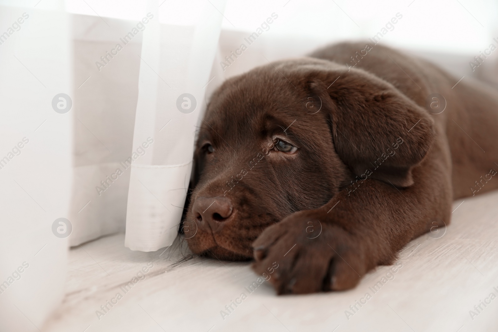 Photo of Chocolate Labrador Retriever puppy on floor near window indoors. Space for text