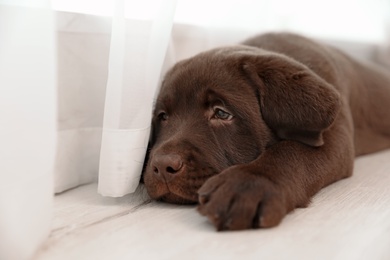 Photo of Chocolate Labrador Retriever puppy on floor near window indoors. Space for text