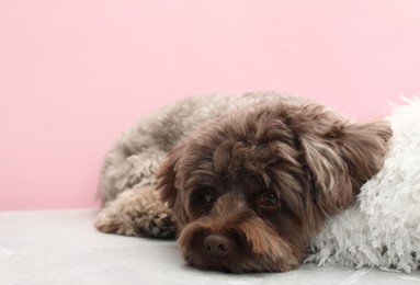Photo of Cute Maltipoo dog with pillow resting on grey table against pink background, space for text. Lovely pet