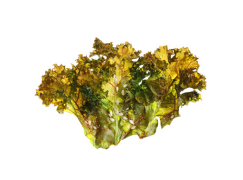 Tasty baked kale chip isolated on white