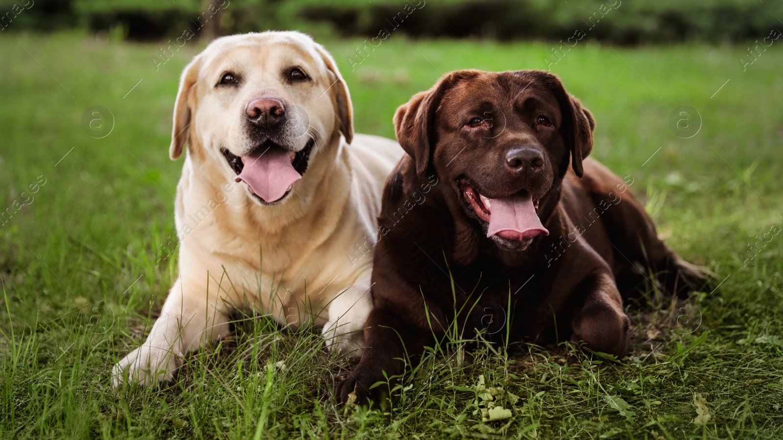 Photo of Cute Labrador Retriever dogs on green grass in summer park