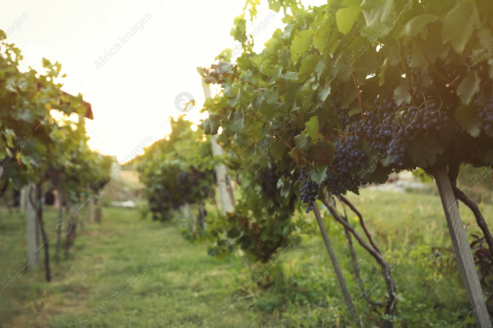 Photo of Delicious ripe grapes in vineyard. Harvest season