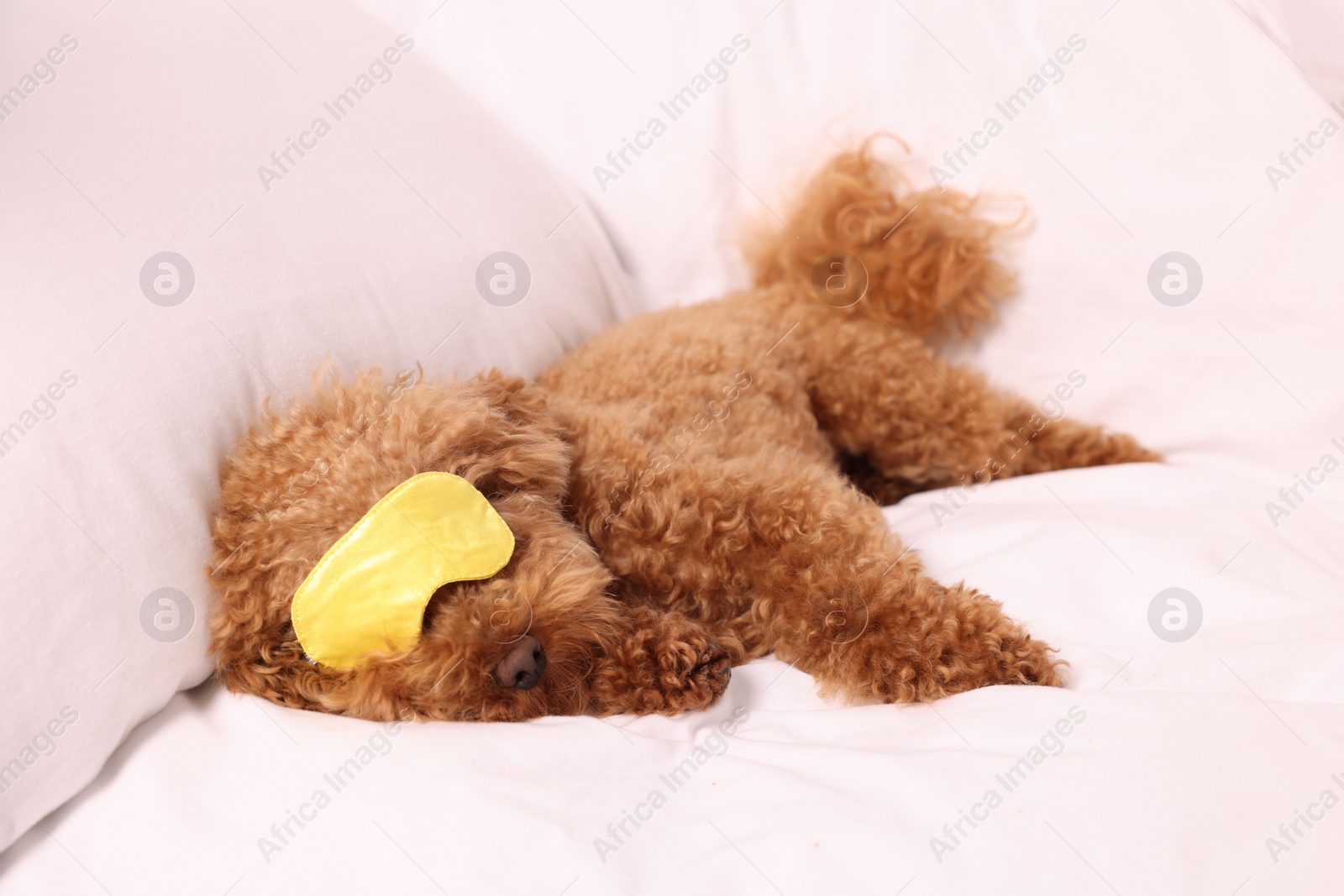 Photo of Cute Maltipoo dog with sleep mask resting on soft bed