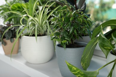 Photo of Different beautiful potted houseplants on window sill indoors, closeup