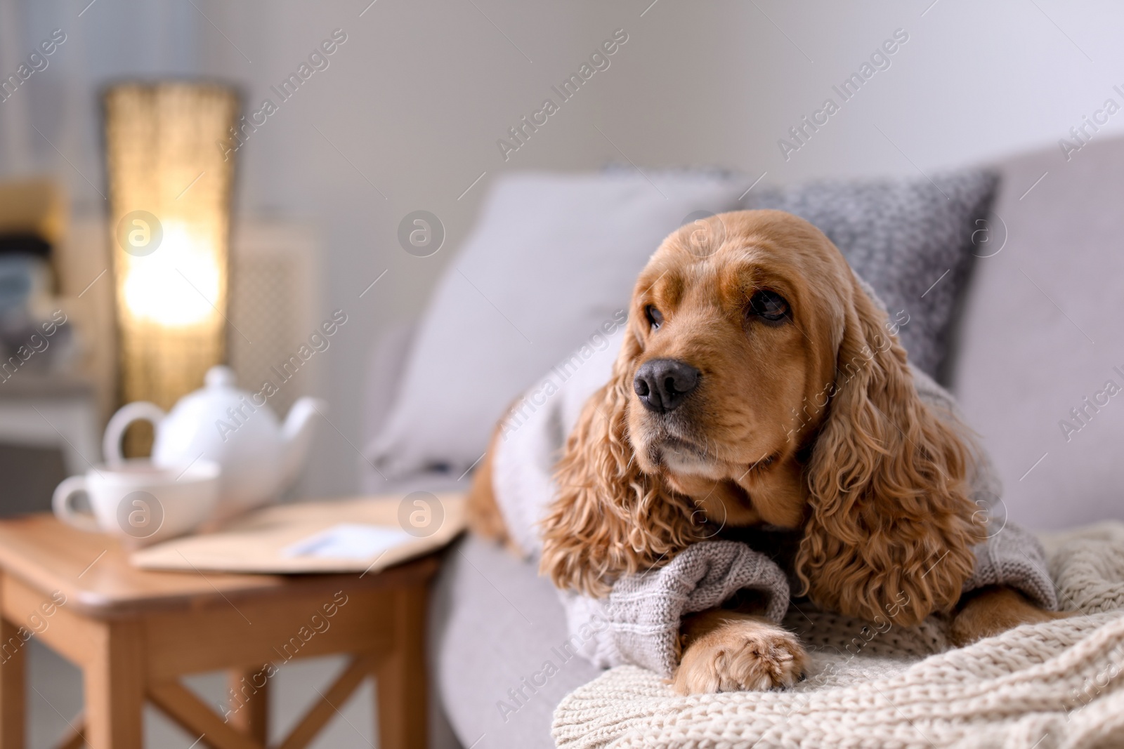 Photo of Cute Cocker Spaniel dog in knitted sweater on sofa at home. Warm and cozy winter