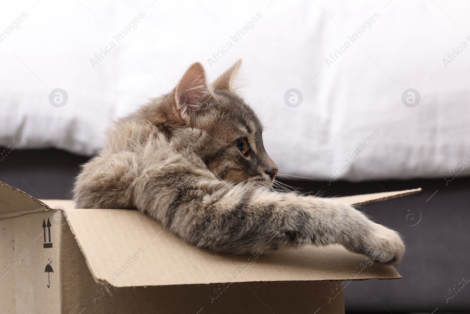 Photo of Cute fluffy cat in cardboard box at home, closeup