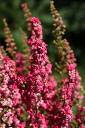 Photo of Heather shrub with beautiful blooming flowers outdoors on sunny day, closeup