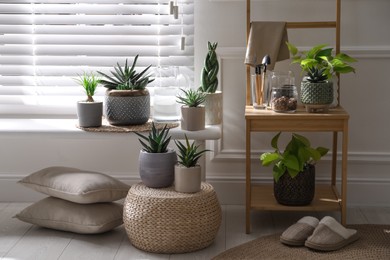 Photo of Beautiful potted houseplants near window at home