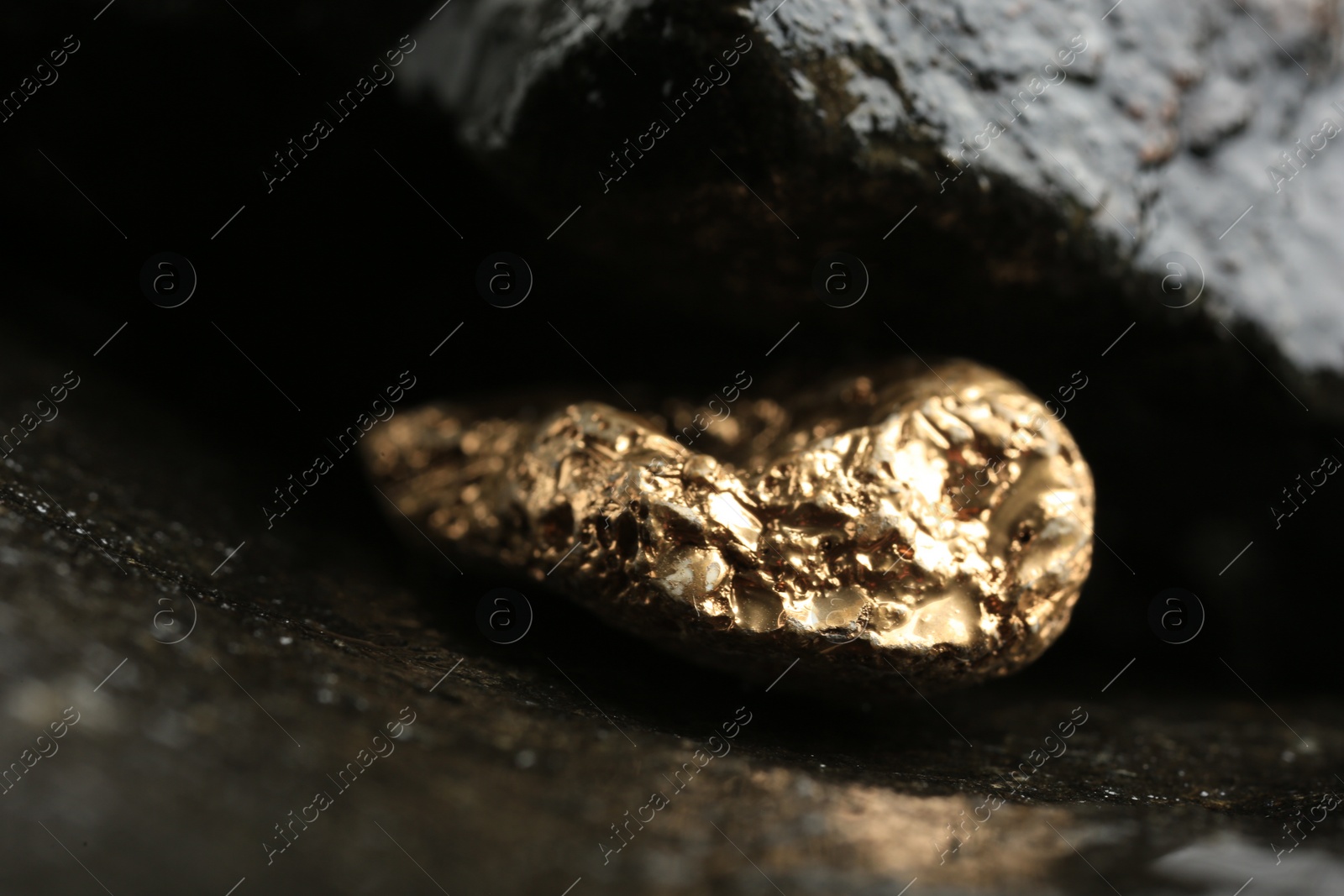 Photo of Shiny gold nugget on wet stone, closeup