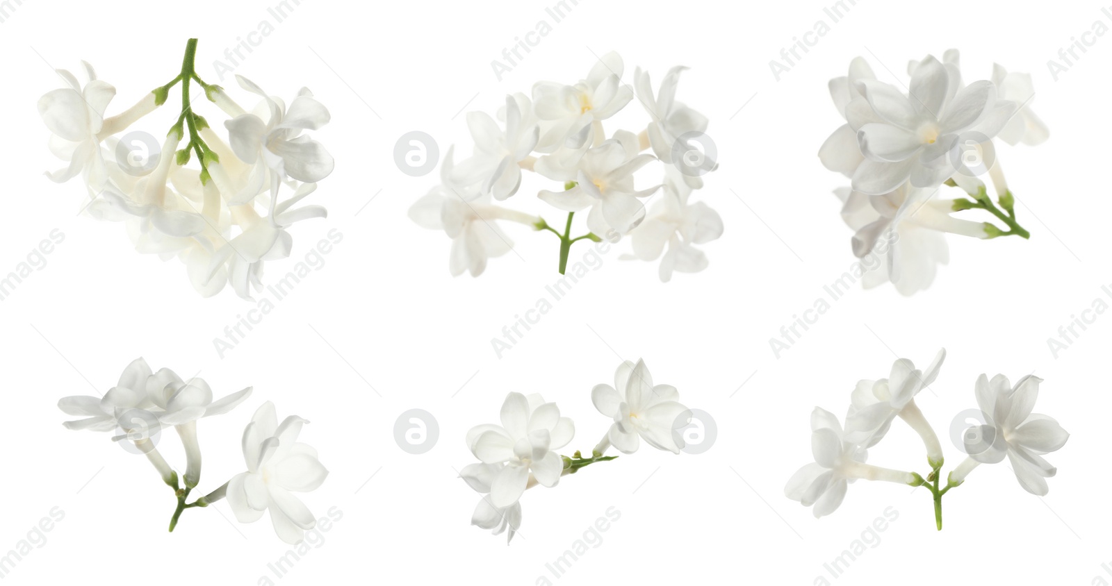 Image of Set of fragrant lilac flowers on white background, banner design 