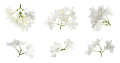 Set of fragrant lilac flowers on white background, banner design 