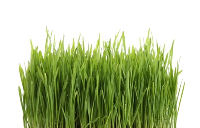 Photo of Fresh green wheat grass on white background