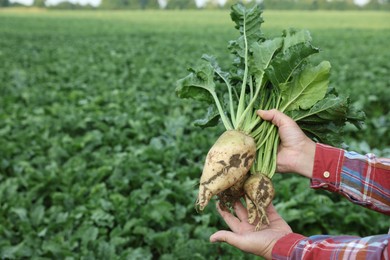 Photo of Man holding white beets in field, closeup. Space for text